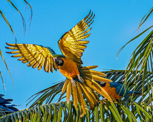 Macaw flying like an angel