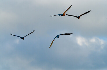 Wild soaring macaws