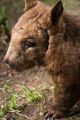 The southern hairy-nosed wombat is one of three extant species of wombats. It is found in scattered areas of semiarid scrub and mallee from the eastern Nullarbor Plain to the New South Wales border. - obrazy, fototapety, plakaty