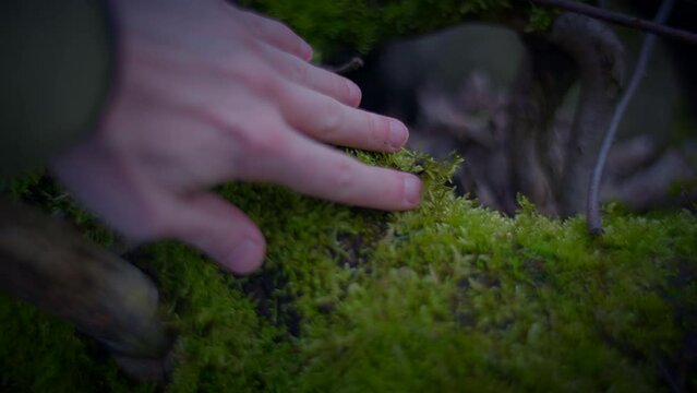 Person gently touches terrestrial plant moss with their hand