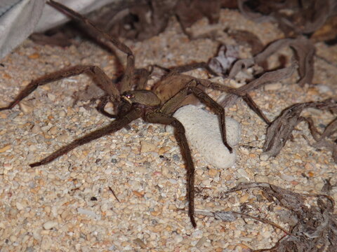 A large spider roaming the beach at night