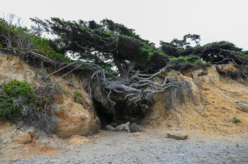 tree on the beach with roots in the air