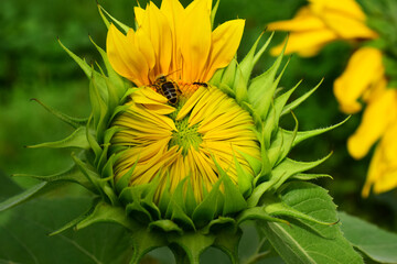 Sunflower flower head. A bee and an ant on the petals.