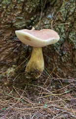 mushroom in the forest