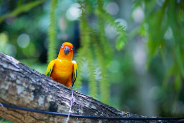 Beautiful birds with bright colors