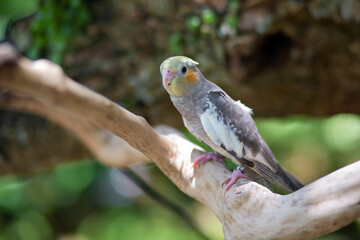 Beautiful birds with bright colors