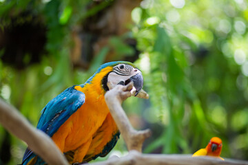 Beautiful birds with bright colors