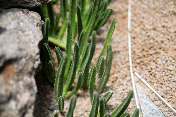 Trees and leaves that were planted and decorated in a beautiful garden.