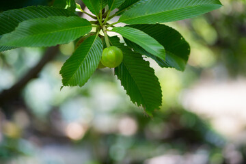 Trees and leaves that were planted and decorated in a beautiful garden.