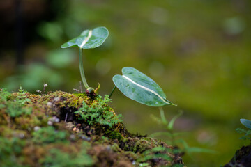 Trees and leaves that were planted and decorated in a beautiful garden.