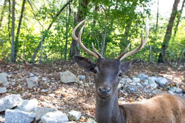 Exotic deer at Eureka Springs Safari Park.