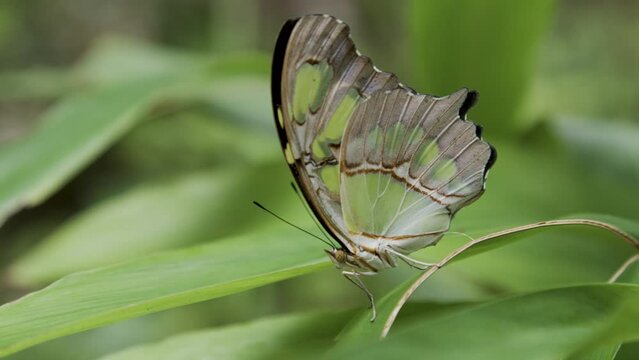Beautiful butterfly resting on plant - close up