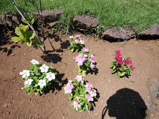 静岡県　伊豆　下田にある寝姿山の花