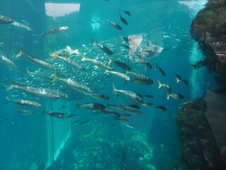 Fototapeta na wymiar 静岡県　伊豆　下田海中水族館の魚