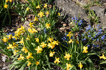 spring flowers in the garden