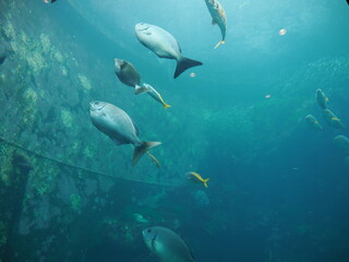 静岡県　伊豆　下田海中水族館の魚