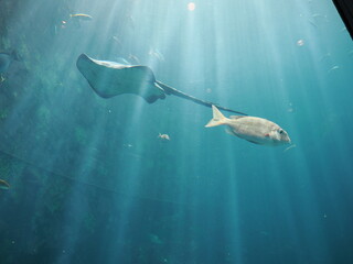 静岡県　伊豆　下田海中水族館のエイと魚 © 旅祐