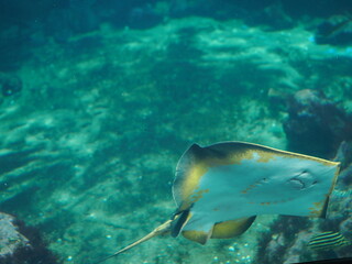 静岡県　伊豆　下田海中水族館のエイ