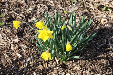 yellow crocus flowers. Spring time. in Canada