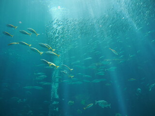 静岡県　伊豆　下田海中水族館の魚