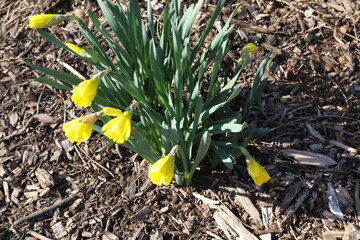 daffodils in spring