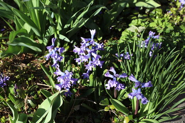 blue and white flowers in garden