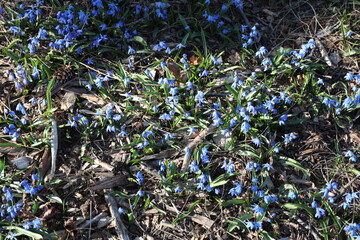 blue flowers in the grass