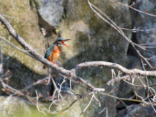 The tweeting kingfisher on branch / 冬木の枝にとまるカワセミのさえずり(広角標準画角)
