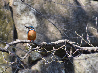 The kingfisher on the winter tree / 冬木の枝にとまるカワセミ(仰角,広角標準画角)