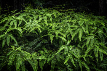 In this moody and slightly dark image, the entire frame is filled with Gleichenia ferns, creating a shadowy ambience and capturing the beauty of these ferns in their natural environment. - obrazy, fototapety, plakaty