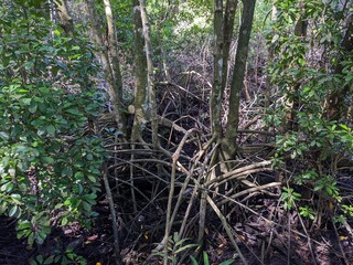 The lush green mangrove conservation forest is used as an educational tourist spot in East Kalimantan