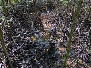 The lush green mangrove conservation forest is used as an educational tourist spot in East Kalimantan