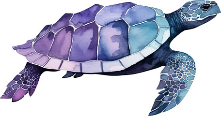purple turtle isolated on white background, watercolor illustration design, png
