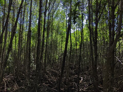 The lush green mangrove conservation forest is used as an educational tourist spot in East Kalimantan