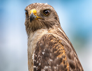 Red Shoulder Hawk