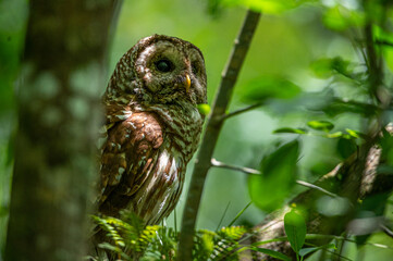 Barred Owl