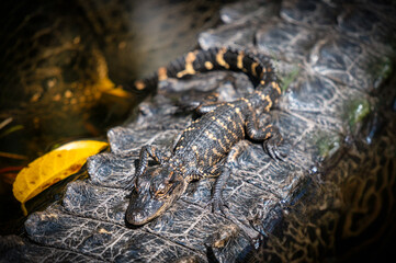 Baby Aligator sleep over mom
