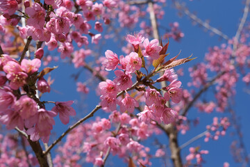 pink flower with blue sky