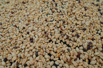 Granos de cafe 