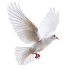 Fototapeta premium realistic flying white dove bird on transparent background