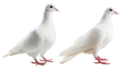 realistic and flying white dove bird in pack of two