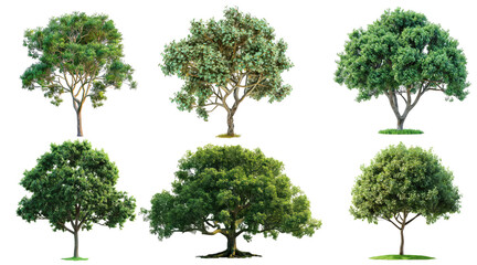 set of six natural green trees on transparent background - obrazy, fototapety, plakaty