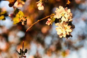 Apple blossoms on the tree in the morning light