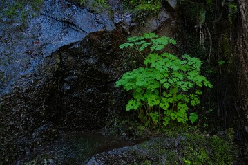 Side view of bunch of green plants, most likely Genus Corydalis, growing out of a ledge in a damp...