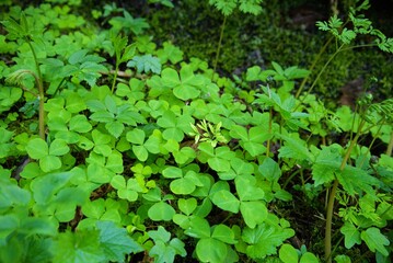Close up side view of a patch of sorrel, most likely Trilliumleaf Woodsorrel (Oxalis trilliifolia),...