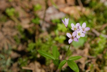 Close up of wildflowers with small pink blossoms, specifically Nuttall's Toothwort (Cardamine...