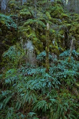 Fotobehang Steep rock wall completely covered in mosses, bunches of Western Sword Ferns (Polystichum munitum), and other lush foliage. © Katherine