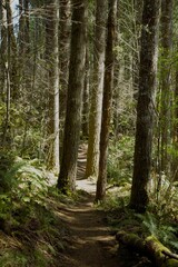 Side view of narrow hiking footpath between pine trees in a woodland area under dappled light.