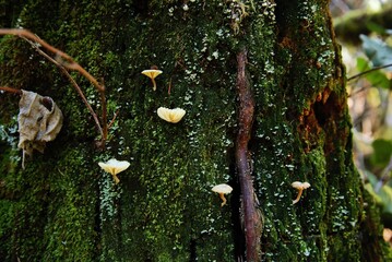 Moss, lichen, and mushrooms, most likely Lichen Agaric (Lichenomphalia ericetorum),  growing on...