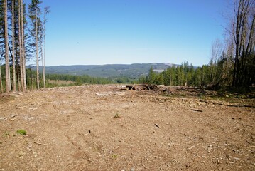 Hillside that is dominated by try bare ground, with only a few scraps of logs, the end result of a...